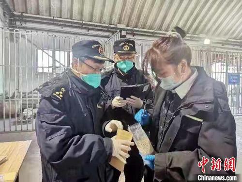 中国侨网图为兰州海关工作人员监管入境种子。(资料图) 兰州海关供图