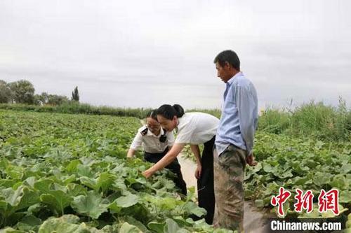 中国侨网图为敦煌机场海关工作人员在田间地头对蜜瓜进行检验检疫。(资料图) 敦煌机场海关供图