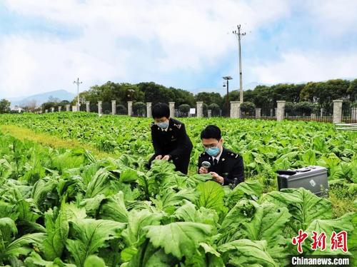 中国侨网图为重庆海关所属涪陵海关关员对出口榨菜原料基地进行监管。 重庆海关供图