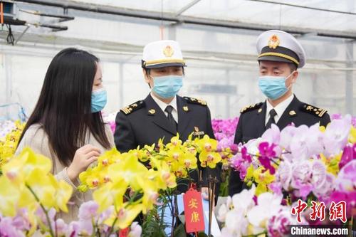 中国侨网德州海关关员正在调研出口兰花生长情况。(资料图) 吴旭东 摄