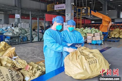 中国侨网武汉海关关员验放搭乘中欧班列出境的国际邮件 武汉海关供图