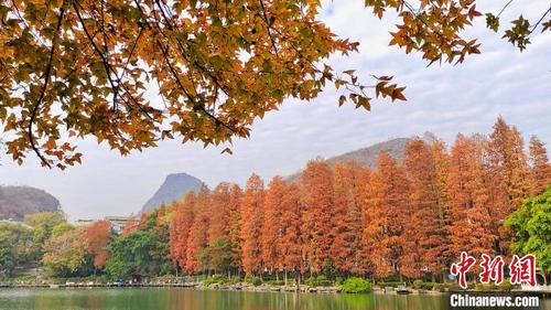 中国侨网图为桂林两江四湖,冬天的树叶在和煦暖阳下火红斑斓,宛如梦幻童话世界。 杨宗盛 摄