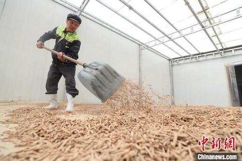 中国侨网工作人员正在晾晒药材。　于晶　摄