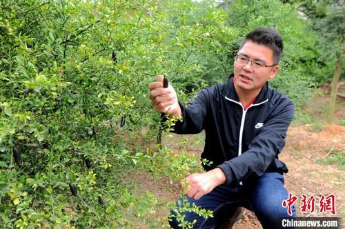 中国侨网图为蔡志阳正在查看手指柠檬的生长情况。　张金川　摄