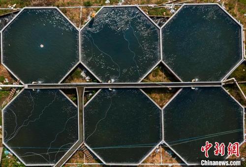 中国侨网航拍江西赣州定南县岿美山镇板埠村鲈鱼养殖基地 刘敏 摄