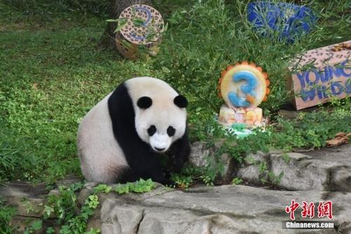 中国侨网当地时间8月21日,旅美大熊猫幼崽“小奇迹”迎来3周岁生日。华盛顿国家动物园给“小奇迹”举办了“生日派对”,众多游客前来给“小奇迹”庆生。中新社记者 沙晗汀 摄