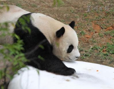 福娃突然从睡梦中醒来，并慢慢向后退，是要干什么呢？（马来西亚《星洲日报》）