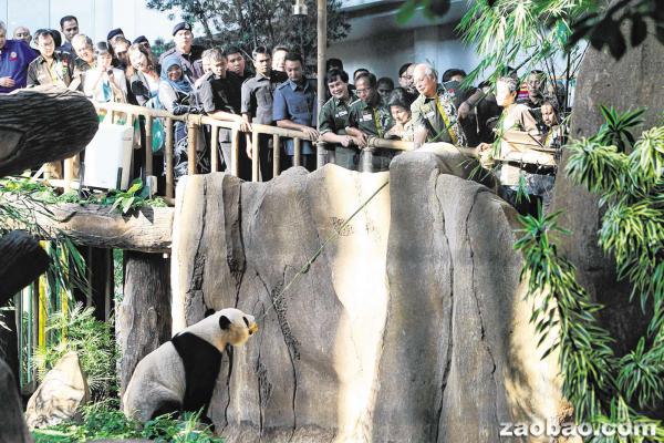 纳吉(右三)亲自喂其中一只大熊猫吃竹子,并与这名“中国外交特使”互动良好。(新加坡《联合早报》/中国报提供)