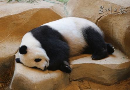 靓靓:“人家都说睡眠养颜,我要做睡美人,永远青春美丽。”(马来西亚《星洲日报》)