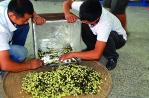中国侨网茶农正在给茉莉花茶散热。