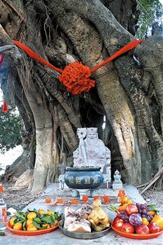 中国侨网“伯公节”里祭拜“树伯公”。(廖虹雷 摄)