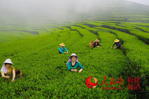 中国侨网永春佛手茶采摘场景。(姚德纯 摄)