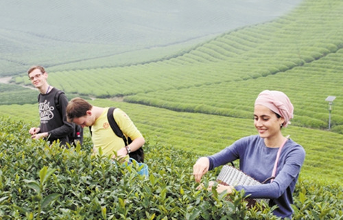 海外学子们体验手工采茶