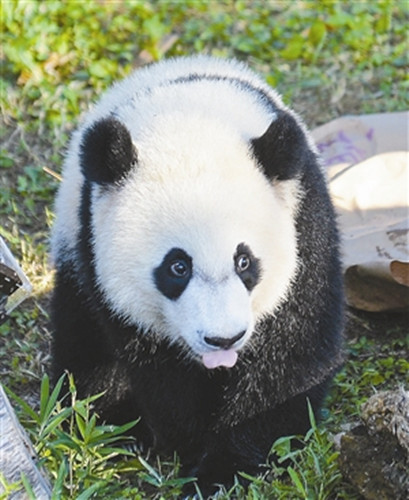 8月20日，在美国首都华盛顿美国国家动物园，抓周仪式后，贝贝在草坪上玩耍。（引新华社资料图）