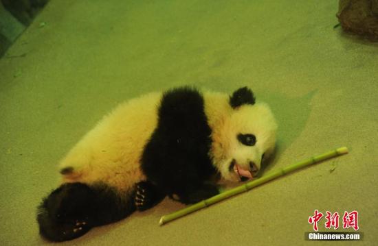资料图：出生在美国华盛顿国家动物园的大熊猫“宝宝”。中新社发
