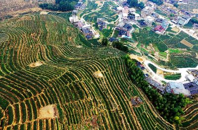 安溪县感德镇槐川村的绿色茶山航拍图。（新华社记者