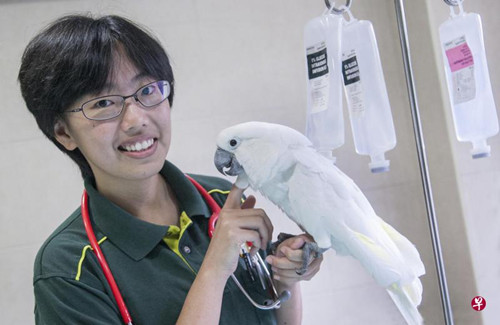 新加坡裕廊飞禽公园兽医梁珮慈希望飞禽公园未来能累积更多利用中医治疗的成功案例后，推出相关刊物，让其他飞禽公园也能学习，甚至采纳这种治疗方式。（新加坡《联合早报》/熊俊华