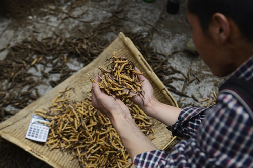 中国侨网资料图片：西藏山南地区加查县的一名虫草商在筛选虫草。新华社记者 普布扎西 摄