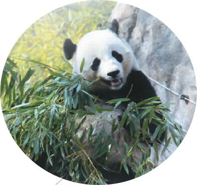 中国侨网大熊猫“宝宝”在美国华盛顿国家动物园内吃竹子。(本报记者 高石 摄) 