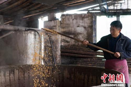 中国侨网樊宣设正在制作玉米酒。(钟旖 摄)