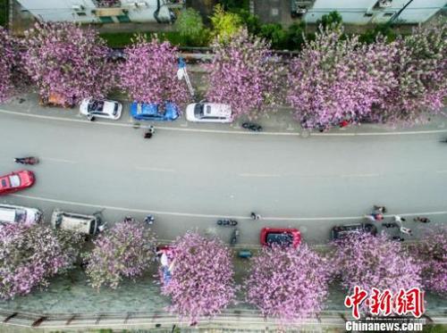 中国侨网图为柳州紫荆花盛开街景。资料图