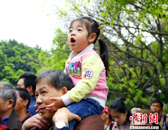 中国侨网图为观看山歌邀请赛的观众。 朱柳融 摄
