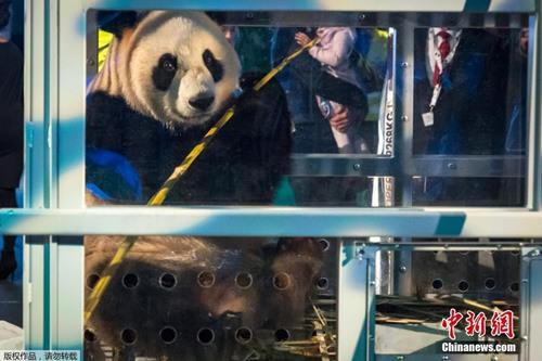 中国侨网当地时间2017年4月12日,荷兰史基浦机场,中国大熊猫“武雯”和“星雅”乘坐专机抵达荷兰,这是中国大熊猫首次旅居荷兰。