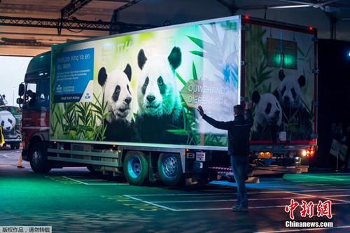 中国侨网荷兰史基浦机场运送大熊猫的车辆。