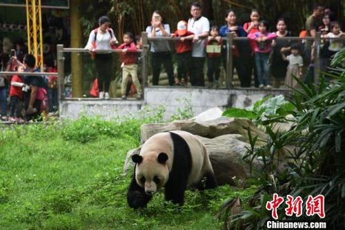 中国侨网深圳野生动物园大熊猫秋浜首次出外场活动，吸引了众多游客驻足观看。　李木生　摄