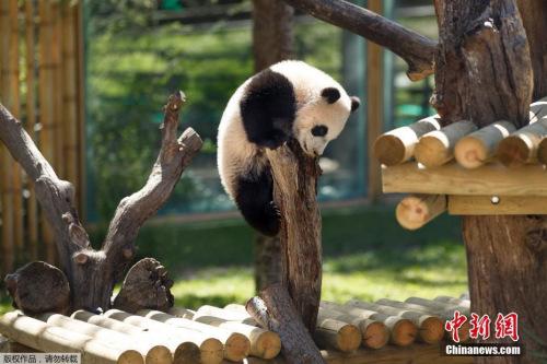 中国侨网熊猫资料图。