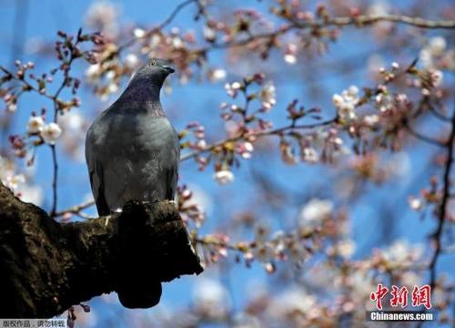 中国侨网（中新网资料图）