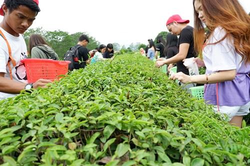 中国侨网采茶溯源。（华侨大学华文学院供图：杨惠晶 张芬妮）