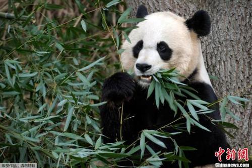 中国侨网图为“美香”在华盛顿国家动物园内进食。 资料图