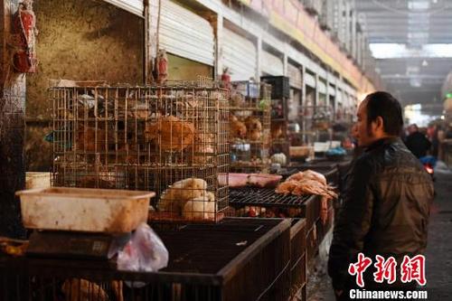 中国侨网资料图：一位市民正在选购家禽。杨华峰　摄