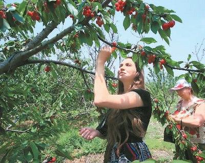 中国侨网图为外国游客在樱桃园中采摘樱桃。