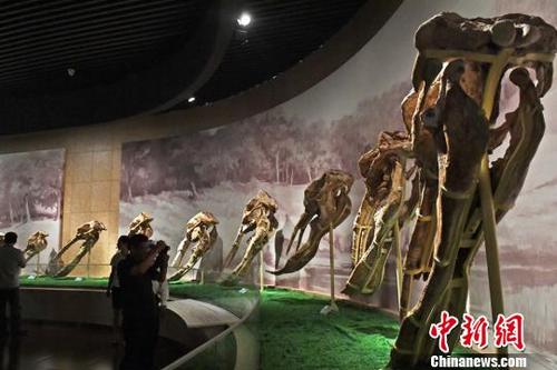 中国侨网图为世界上最丰富的铲齿象化石。　杨艳敏 摄