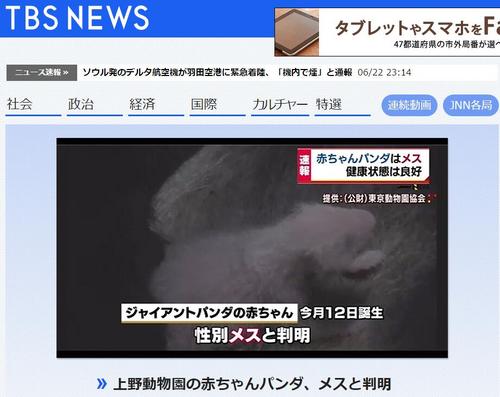 中国侨网日本新闻网站在头条报道大熊猫幼崽为雌性的消息