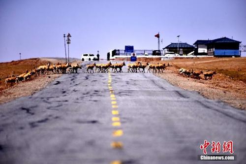 中国侨网可可西里2017年首批藏羚羊安全通过青藏公路。中新社记者 孙燕初 摄