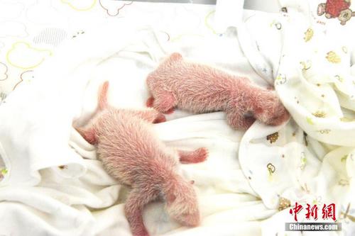 中国侨网图为龙凤胎熊猫宝宝在育幼箱。宋丽君 摄