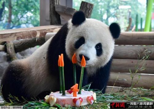 中国侨网当地时间2017年7月10日,德国柏林,来自中国的大熊猫“梦梦”庆祝四岁生日,享用美味蛋糕。