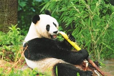 中国侨网大熊猫“汪佳”正在啃食竹笋。