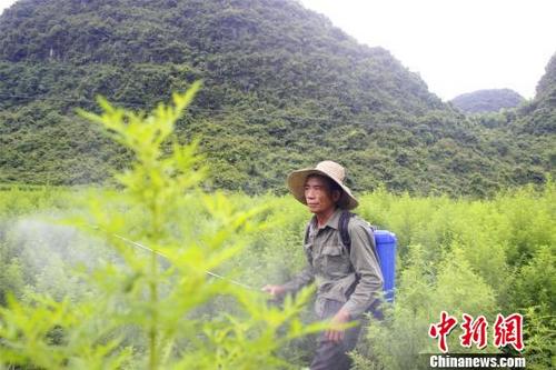 中国侨网农民在青蒿地里杀虫。 朱柳融 摄