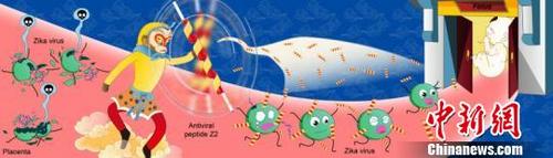 中国侨网寨卡病毒研究成果示意图。　供图