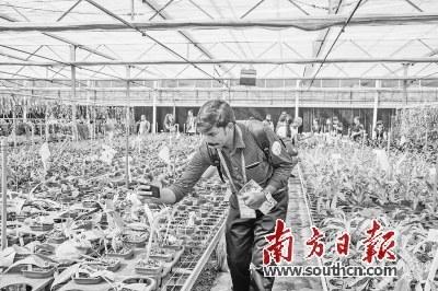 中国侨网深圳市兰科植物保护研究中心的兰花引起国外专家关注。南方日报记者 鲁力 摄