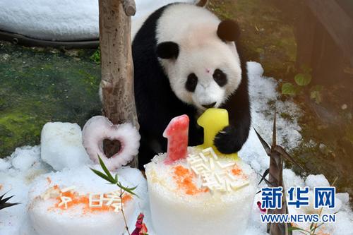 中国侨网8月23日，在马来西亚吉隆坡，大熊猫“暖暖”享用生日餐。新华社发（张纹综摄）