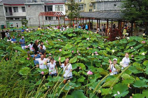 中国侨网荷花塘让留学生们流连忘返。