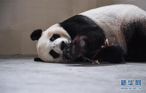 中国侨网这是中国大熊猫保护研究中心卧龙神树坪基地的大熊猫“湖春”（9月26日摄）。新华社记者 薛玉斌 摄