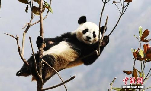 中国侨网资料图：四川中国大熊猫保护研究中心的熊猫。中新网记者 安源 摄