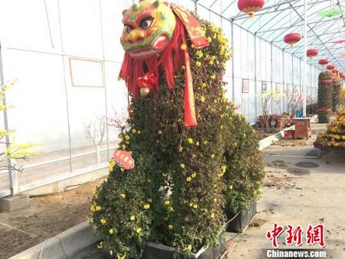 中国侨网12月5日,甘肃“貂蝉故里”临洮18000盆菊花正在展出。图为“东方雄狮”。 张婧 摄
