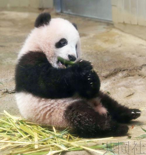 中国侨网旅日熊猫宝宝“香香”（来源：共同网）